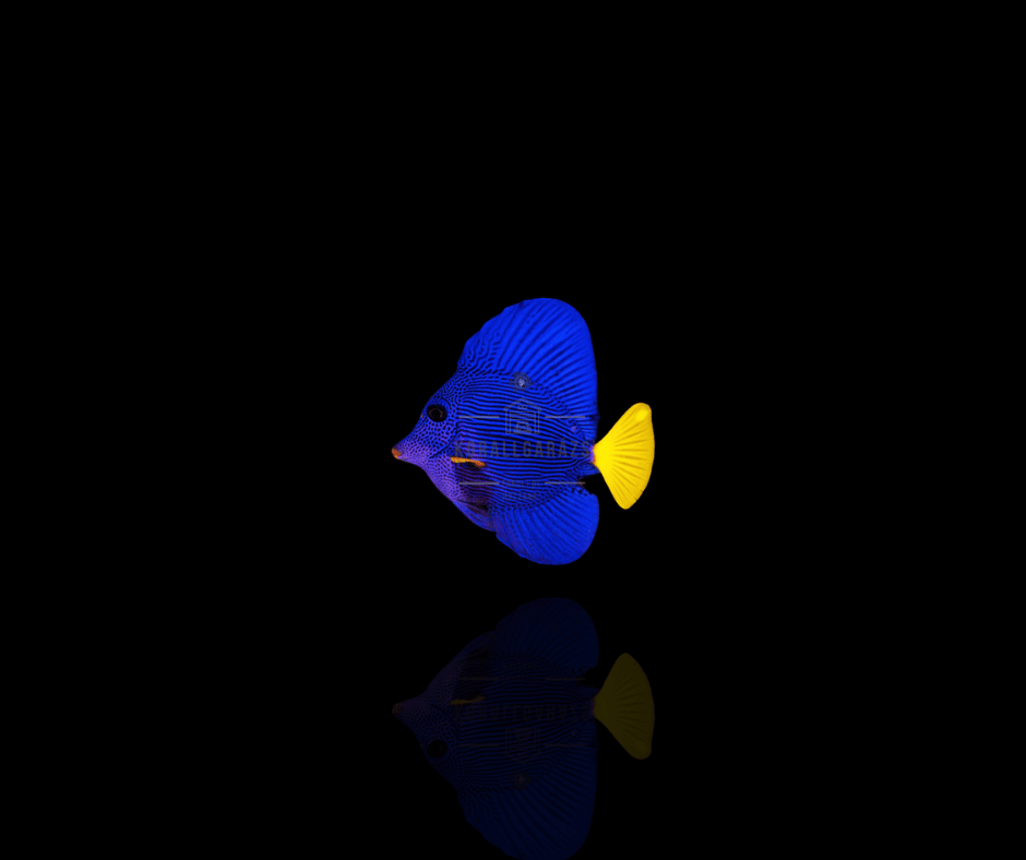 Zebrasoma Xanthurum